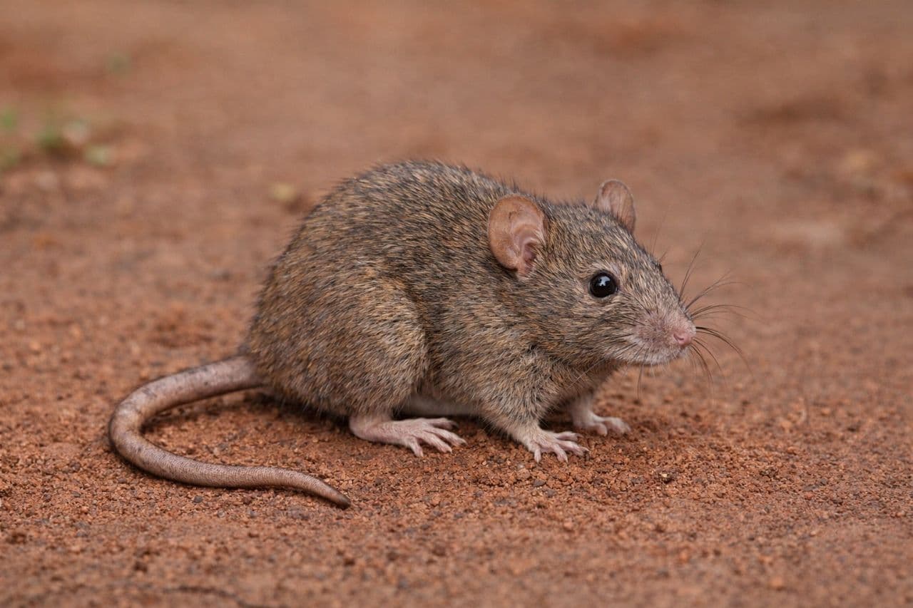 Mastomys rat - carrier of Lassa fever virus