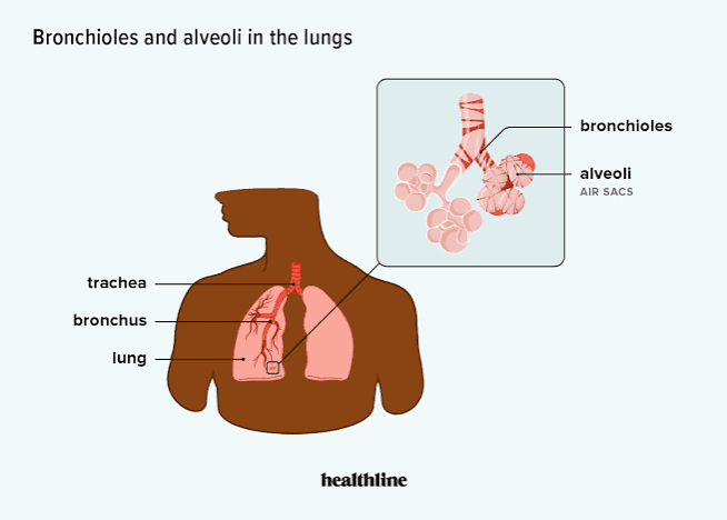Image of the airways in children (from healthline media)